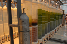 石家莊煉化二氧化碳養(yǎng)殖微藻裝置