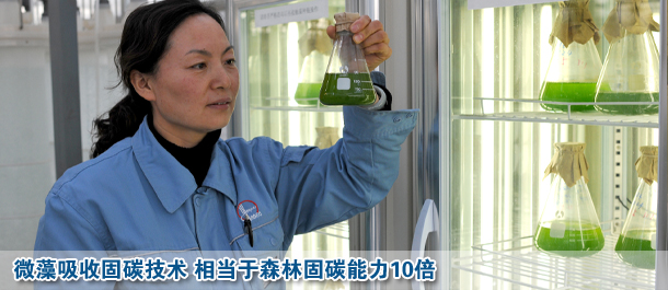微藻吸收固碳技術(shù) 相當(dāng)于森林固碳能力10倍
