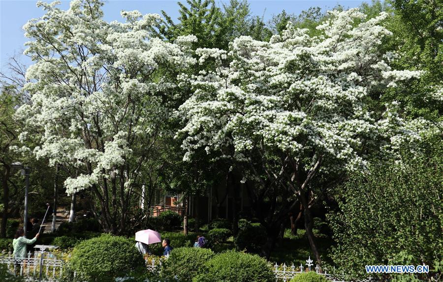 CHINA-SHANDONG-JINAN-FLOWERS (CN)