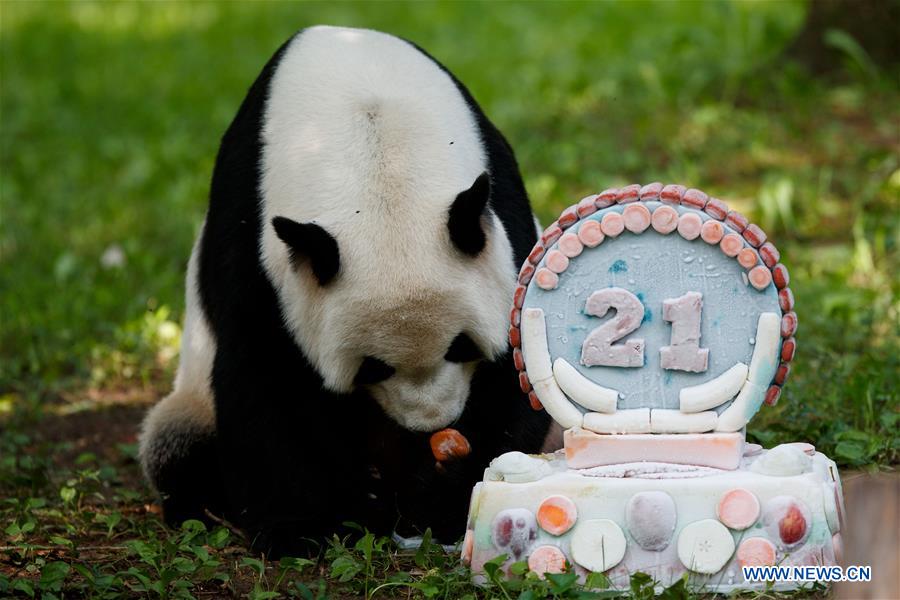 U.S.-WASHINGTON D.C.-GIANT PANDA-TIAN TIAN-BIRTHDAY