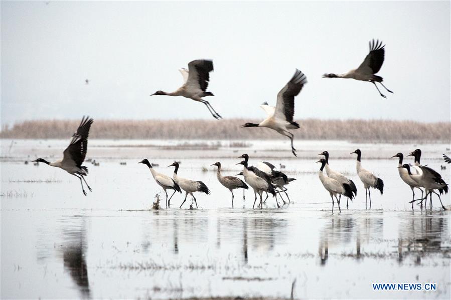 #CHINA-GUIZHOU-WEINING-BLACK-NECKED CRANES (CN)