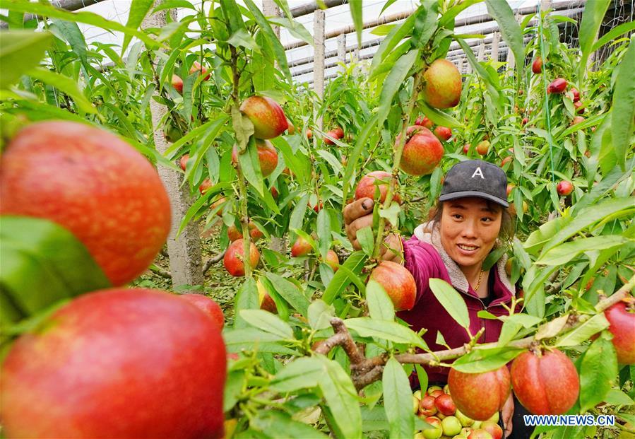 CHINA-HEBEI-AGRICULTURE-GREENHOUSES (CN)