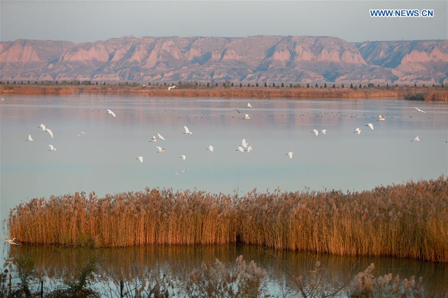 CHINA-SHAANXI-HEYANG-WETLAND-BIRDS (CN)