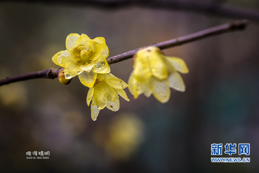 臘梅花——散作乾坤萬里春