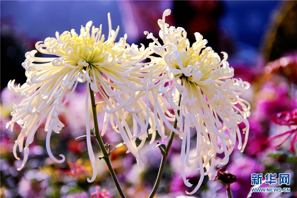 金秋時節，菊潤車城