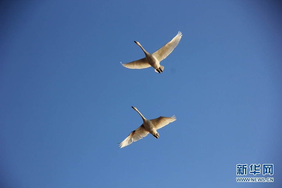 《三門(mén)峽大天鵝》
