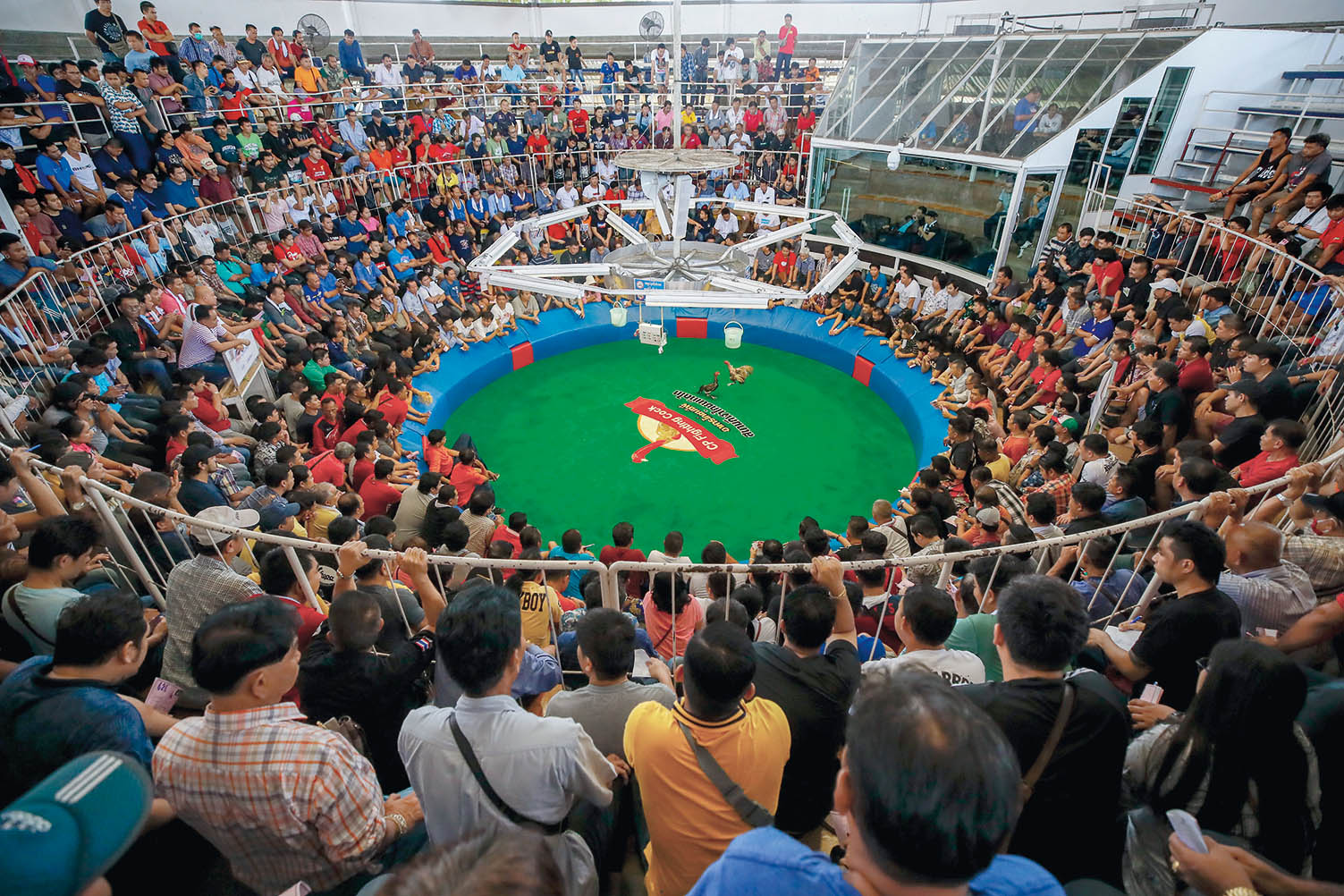 我在国外看斗鸡