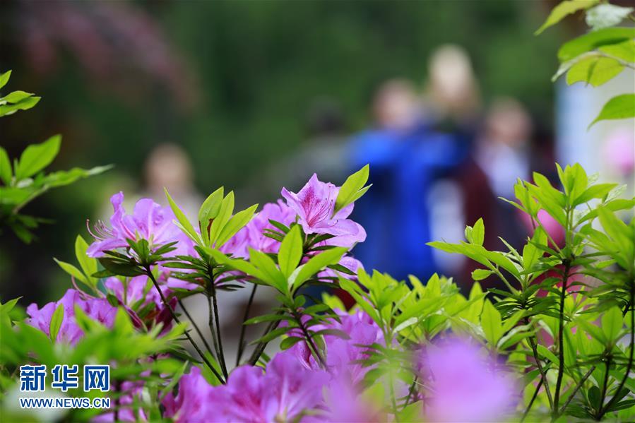 #（春季美麗生態）（2）春花盛放