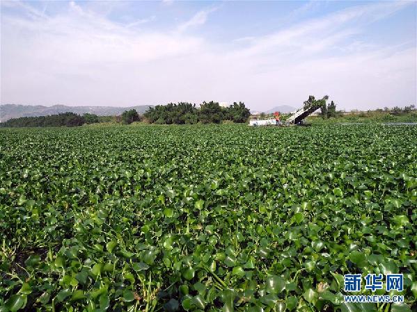 （圖文互動）（4）&ldquo;白練&rdquo;變&ldquo;黑龍&rdquo;，江河變&ldquo;草原&rdquo;－－粵東母親河為何污染20多年難治理？