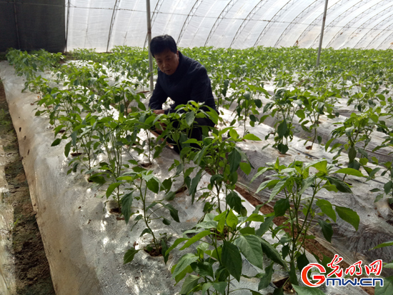 【脫貧攻堅在行動】全村聯名信留下好書記&mdash;&mdash;青海省城上村&ldquo;第一書記&rdquo;劉貴明這三年