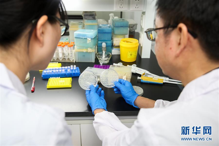 （新華全媒頭條&middot;圖文互動）（2）人造單條染色體真核細胞問世　我國開啟合成生物學研究新時代