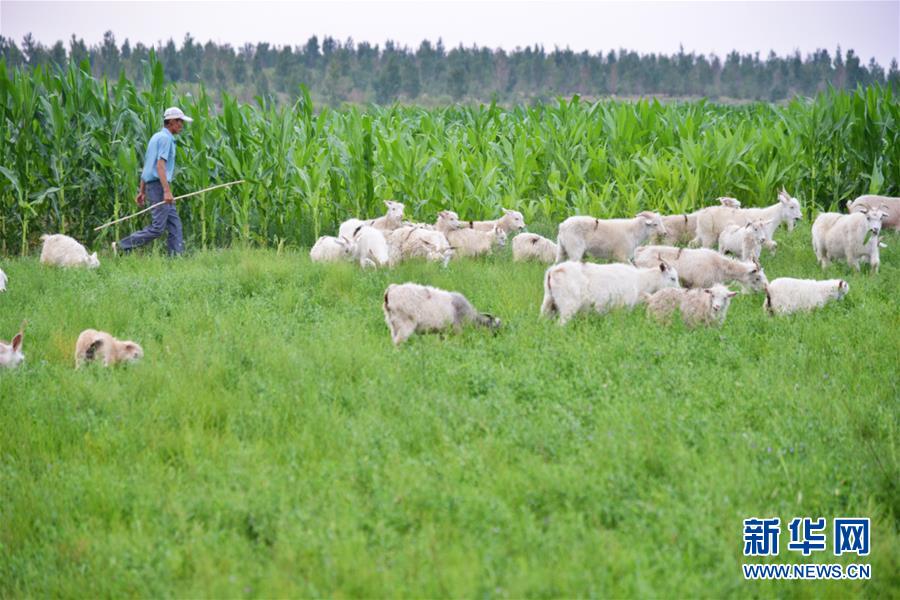 （在習(xí)近平新時(shí)代中國特色社會(huì)主義思想指引下&mdash;&mdash;新時(shí)代新作為新篇章&middot;圖文互動(dòng)）（3）庫布其競相演繹&ldquo;點(diǎn)沙成金&rdquo;傳奇