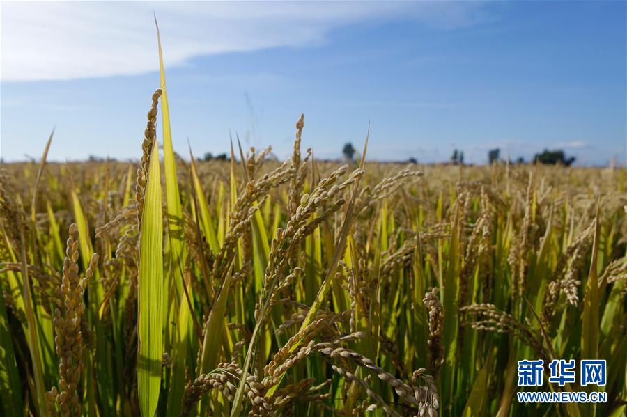 (豐收的味道·圖文互動(dòng))(2)產(chǎn)糧大縣的“豐收表情”——吉林水稻主產(chǎn)區(qū)輝南走訪見聞