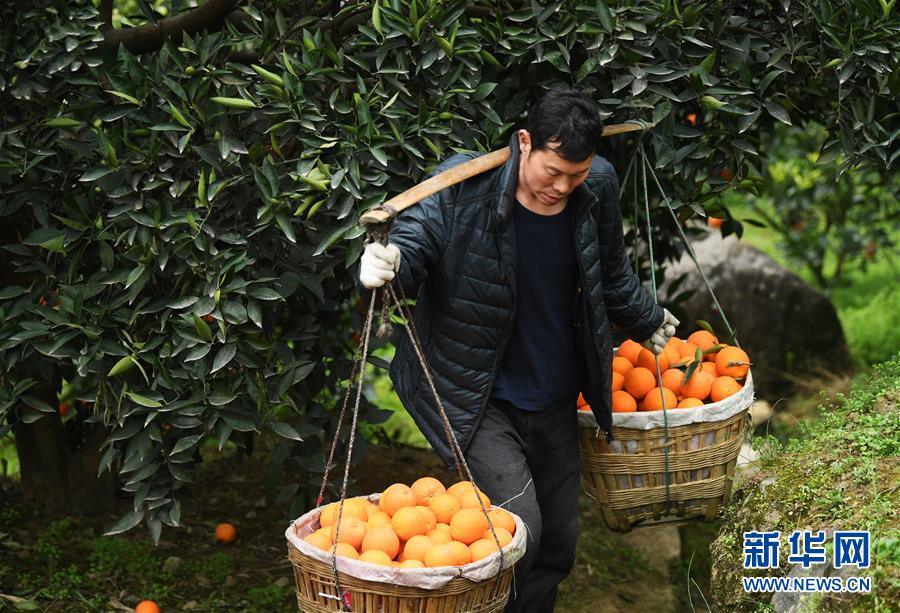 (新春走基層·圖文互動(dòng))(3)一個(gè)橙子的八年“蛻變史”