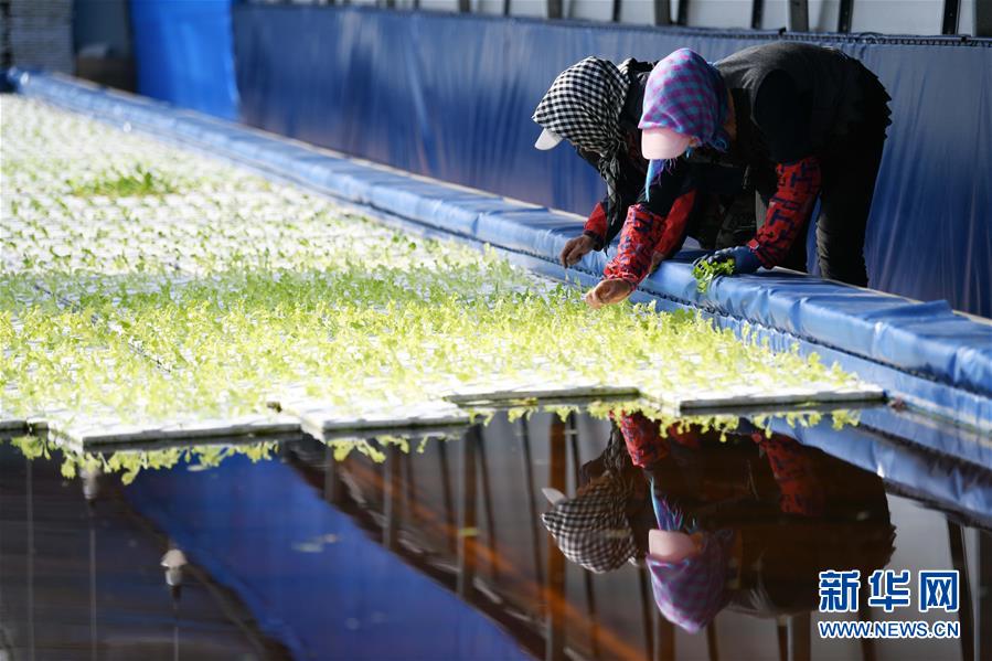 （壯麗70年　奮斗新時代&mdash;&mdash;推動高質量發展調研行&middot;圖文互動）（5）黑龍江賓縣：&ldquo;北菜南銷&rdquo;演繹結構調整&ldquo;大文章&rdquo; 