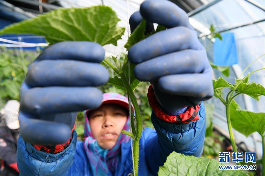 （壯麗70年　奮斗新時代&mdash;&mdash;推動高質量發展調研行&middot;圖文互動）（6）黑龍江賓縣：&ldquo;北菜南銷&rdquo;演繹結構調整&ldquo;大文章&rdquo; 