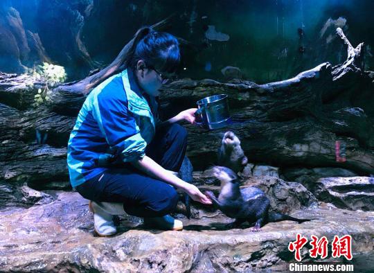 &ldquo;90后&rdquo;女馴養(yǎng)師：為&ldquo;挑食&rdquo;伙伴做美食親密似家人