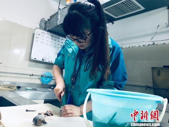 于雅麗在餌料操作間，準(zhǔn)備著動(dòng)物們的食物。　艾慶龍 攝