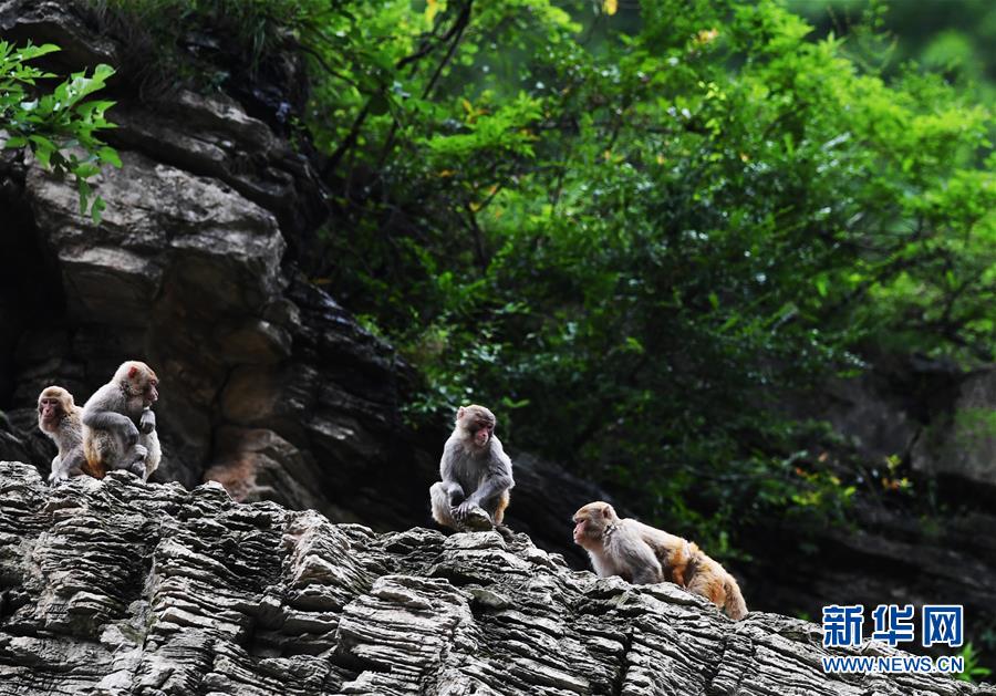 （在習(xí)近平新時(shí)代中國(guó)特色社會(huì)主義思想指引下&mdash;&mdash;新時(shí)代新作為新篇章）（5）重慶巫山：&ldquo;生態(tài)寶貝&rdquo;變身&ldquo;搖錢樹(shù)&rdquo;