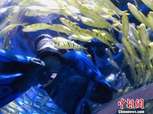 海洋動物“男保姆”杜成功在水中休息時與魚類互動。艾慶龍 攝 點擊進入下一頁