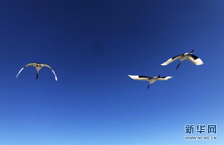 (在習近平新時代中國特色社會主義思想指引下——新時代新作為新篇章·圖文互動)(3)從“人鳥爭食” 到“人鶴和諧”——濕地生態保護的“扎龍探索”