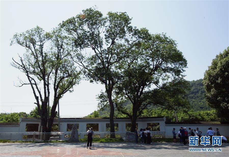 (壯麗70年·奮斗新時(shí)代——記者再走長(zhǎng)征路·圖文互動(dòng))(6)“紅軍樹”下憶初心、守初心