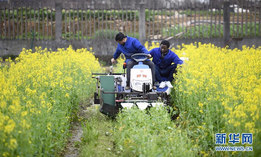 （在習(xí)近平新時(shí)代中國特色社會主義思想指引下&mdash;&mdash;新時(shí)代新作為新篇章&middot;總書記關(guān)切開放事&middot;圖文互動(dòng)）（10）來中國&ldquo;學(xué)種地&rdquo;的&ldquo;洋學(xué)生&rdquo;