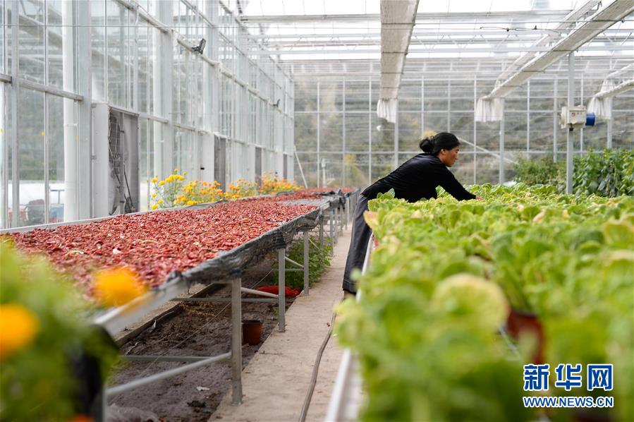 (新華全媒頭條·圖文互動)(13)格桑花開滿天路——寫在川藏公路通車65周年之際