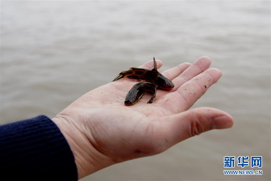 （圖文互動）（3）長江口生態修復見成效 水下長出147公里&ldquo;人工魚礁&rdquo; 