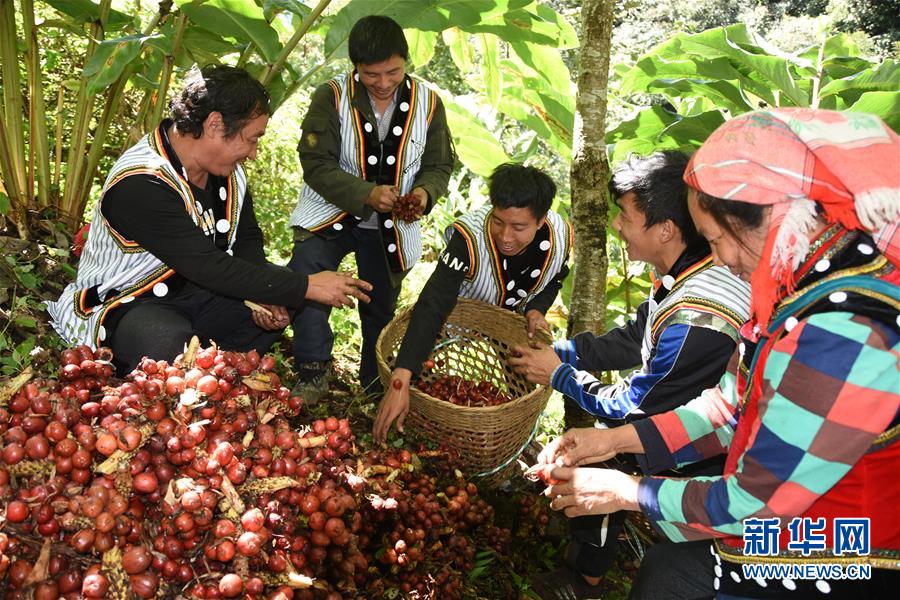 （在習近平新時代中國特色社會主義思想指引下&mdash;&mdash;新時代新作為新篇章&middot;總書記關切脫貧事&middot;決勝貧困&middot;圖文互動）（4）讓一方水土&ldquo;富養&rdquo;一方人&mdash;&mdash;扶貧特色產業惠及千家萬戶