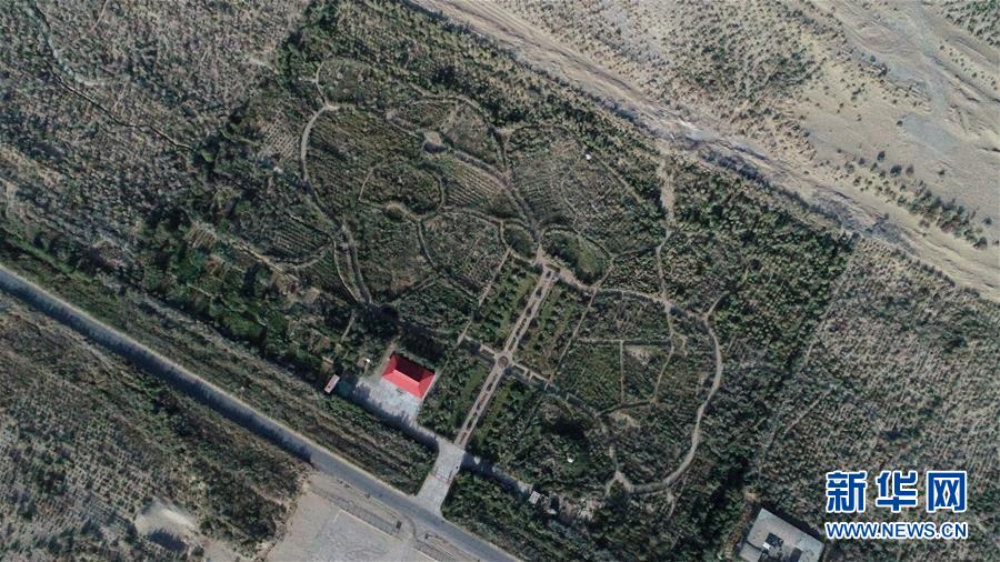 (新華全媒頭條·圖文互動)(2)塔克拉瑪干的“播綠使者”——中科院新疆生態與地理研究所高級工程師常青的故事
