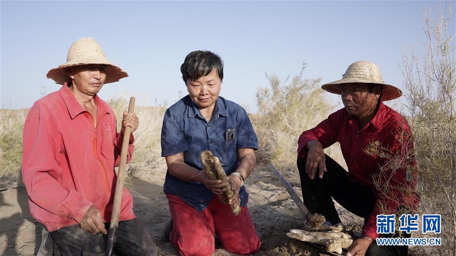 (新華全媒頭條·圖文互動)(3)塔克拉瑪干的“播綠使者”——中科院新疆生態與地理研究所高級工程師常青的故事