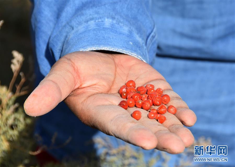 (新華全媒頭條·圖文互動)(8)塔克拉瑪干的“播綠使者”——中科院新疆生態與地理研究所高級工程師常青的故事