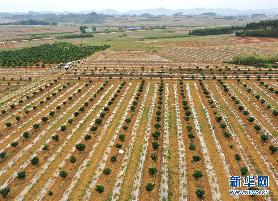 （抓好春耕備耕 穩(wěn)住農(nóng)業(yè)生產(chǎn)&middot;圖文互動(dòng)）（1）農(nóng)時(shí)不等人 扶貧不能拖&mdash;&mdash;種瓜大村春耕生產(chǎn)見聞 