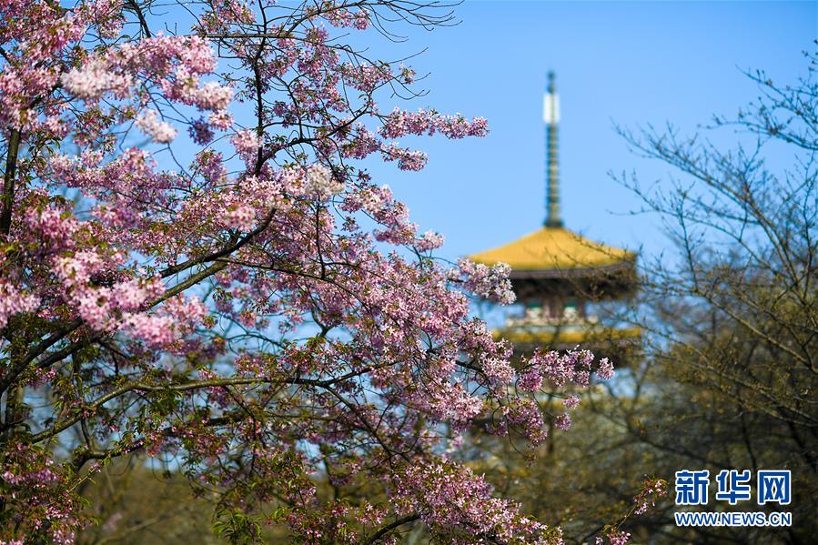 (新華全媒頭條·圖文互動)(4)青春的力量 時代的脊梁——記抗疫一線的“90后”“00后”年輕人