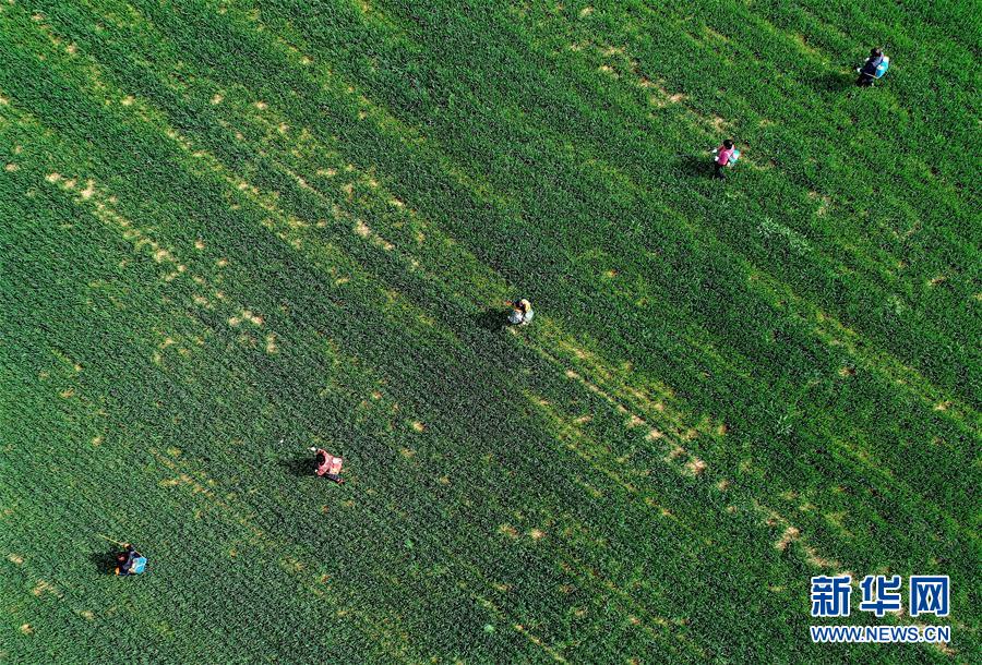 （新華全媒頭條·圖文互動）（5）春天，匯聚復蘇的力量——寫在2020年首季中國經濟收官之際