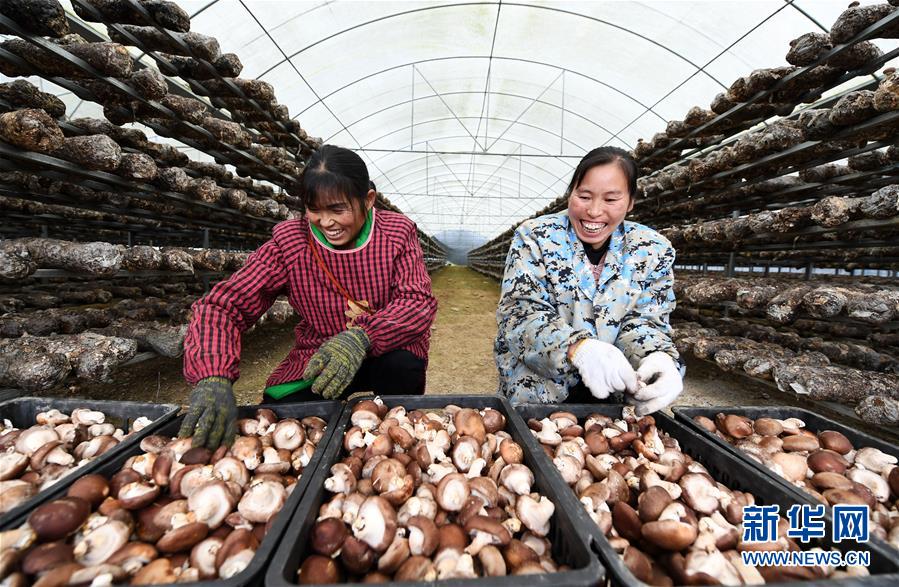 (決戰決勝脫貧攻堅·圖文互動)(1)多重保障 不漏一人——貴州一個脫貧“摘帽”縣的防貧機制探索