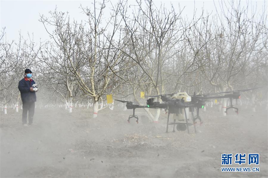 （決戰決勝脫貧攻堅&middot;圖文互動）（1）南疆林果合作社百人技術隊的&ldquo;核桃雄心&rdquo;