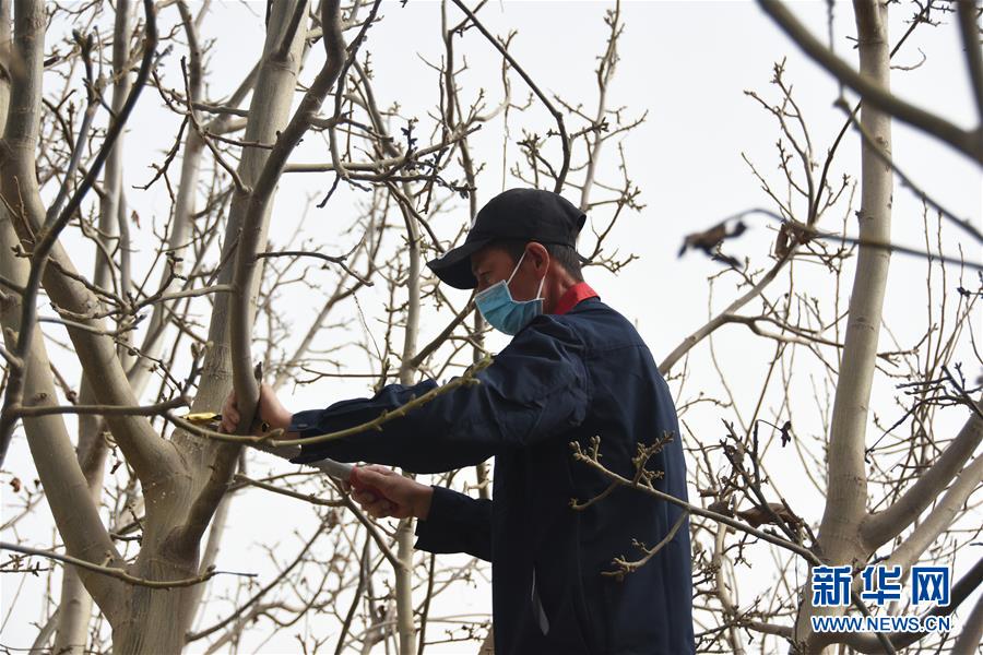 （決戰決勝脫貧攻堅&middot;圖文互動）（2）南疆林果合作社百人技術隊的&ldquo;核桃雄心&rdquo;