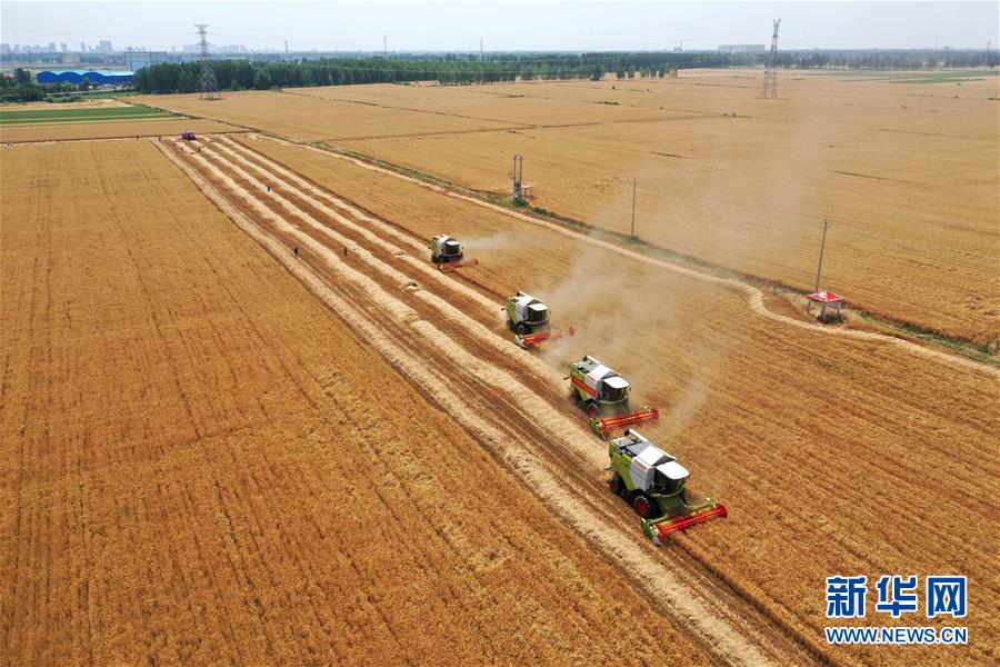 （新華全媒頭條&middot;圖文互動(dòng)）（4）庚子之豐&mdash;&mdash;2020年河南夏糧豐收?qǐng)D景