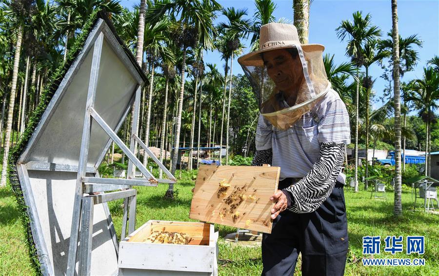 （走向我們的小康生活&middot;圖文互動）（7）黎苗山鄉種養&ldquo;老行當&rdquo;擦亮&ldquo;綠色牌&rdquo;
