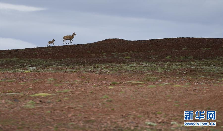 (圖文互動)(7)可可西里加強保護 十多年未聞盜獵槍聲