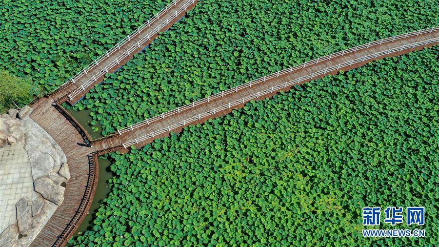 (在習近平新時代中國特色社會主義思想指引下——新時代新作為新篇章·習近平總書記關切事·圖文互動)(9)綠色映底蘊,山水見初心——生態優先、綠色發展持續造福群眾美好生活