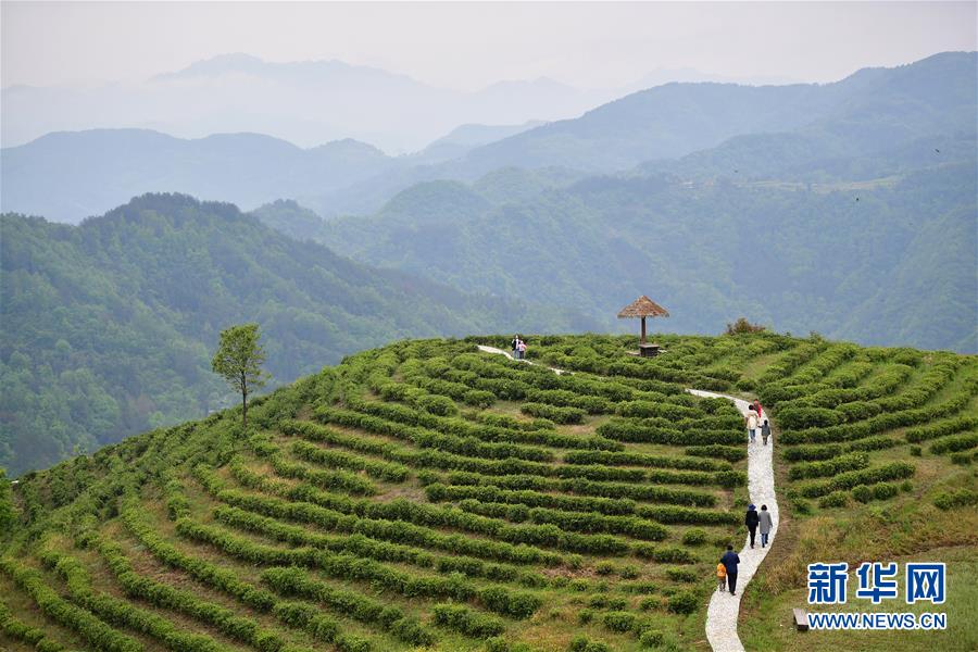 （新華全媒頭條&middot;走向我們的小康生活&middot;圖文互動）（5）蹚出綠色小康路&mdash;&mdash;陜南秦巴山區的脫貧答卷