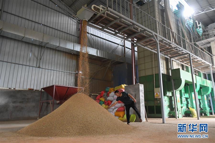 （新華視點·聚焦餐桌外的浪費·圖文互動）（1）農戶儲糧損失達8%！設施普遍簡陋，蟲害霉變堪憂