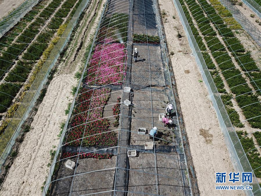 （新華全媒頭條·走向我們的小康生活·圖文互動）（1）“苦甲”不再，“甘味”綿長——脫貧攻堅的甘肅味道