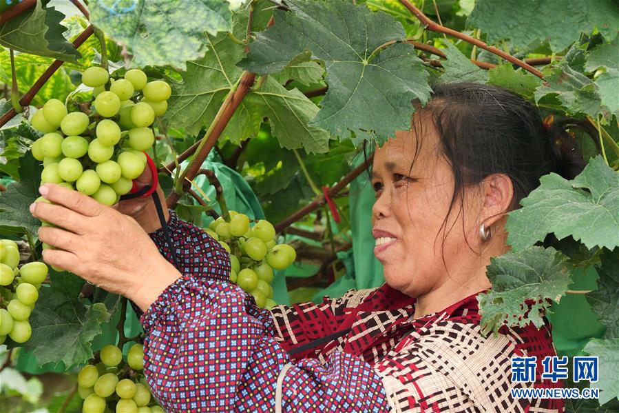 （決戰決勝脫貧攻堅&middot;圖文互動）（2）同飲一江水 攜手&ldquo;斬窮根&rdquo;&mdash;&mdash;深圳對口廣西河池、百色扶貧協作見聞