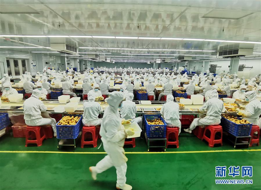 （決戰決勝脫貧攻堅&middot;圖文互動）（8）同飲一江水 攜手&ldquo;斬窮根&rdquo;&mdash;&mdash;深圳對口廣西河池、百色扶貧協作見聞