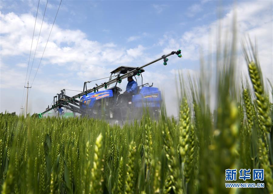 （在習近平新時代中國特色社會主義思想指引下&mdash;&mdash;新時代新作為新篇章&middot;習近平總書記關切事&middot;圖文互動）（7）新農事、新希望&mdash;&mdash;夏收前田間新動態掃描