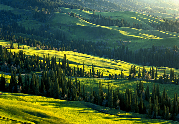 【長篇通訊】塞罕壩，京城綠色屏障的前世今生